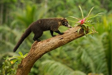 White-nosed Coati - Nasua narica, known as the coatimundi, member of the family Procyonidae...