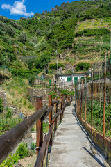 Italy, Cinque Terre, Vernazza, WALKWAY AMIDST TREES ON LANDSCAPE