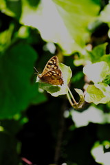 A butterfly and a leaf	