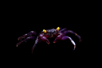 Little Purple Vampire Crab isolated on black