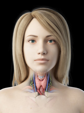 3d rendered medically accurate illustration of a females thyroid gland