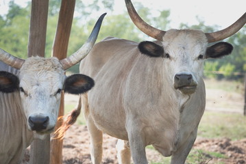 Hungarian Grey Cattle