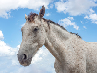 Obraz premium Appaloosa Pferd döst unter Himmel