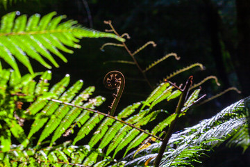 Young fern closeup on blurred background