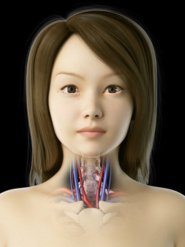 3d rendered medically accurate illustration of an asian females vascular throat anatomy