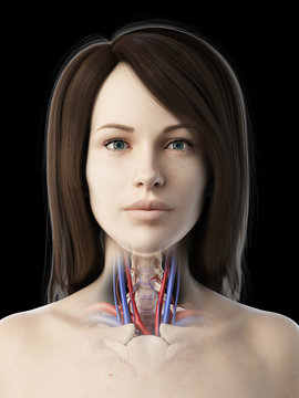 3d rendered medically accurate illustration of a females vascular throat anatomy