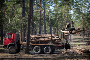 In the summer in the forest deforestation. Two men are loading logs on a car.