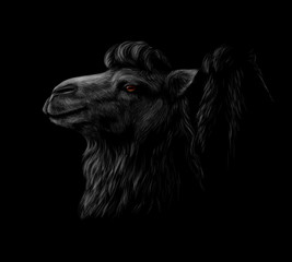 Portrait of a camel head on a black background.