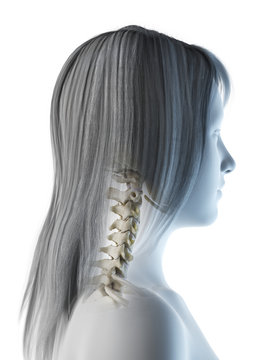 3d rendered medically accurate illustration of a females skeletal neck