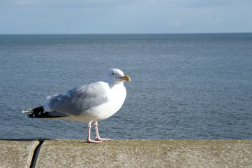 Herring Gull