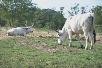 Hungarian Grey Cattle