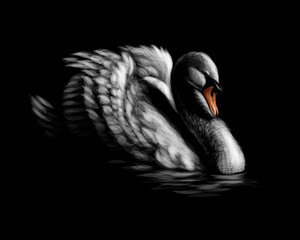 Portrait of a white swan on a black background © kapona