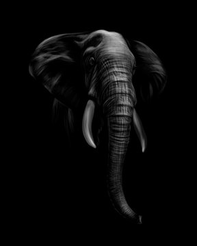 Portrait of an elephant head on a black background