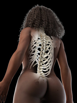 3d rendered medically accurate illustration of a black females skeletal back