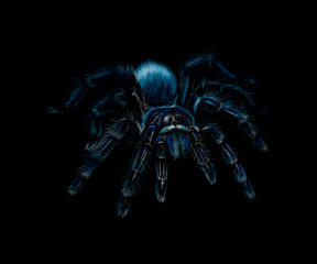 Portrait of a spider Tarantula Grammostola on a black background