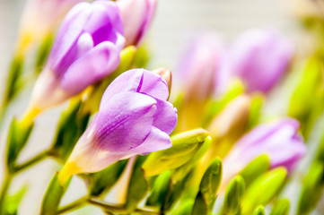 Crocus purple flowers on the stem with leaves, background, spring season