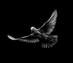 Flying white dove on a black background. - obrazy, fototapety, plakaty