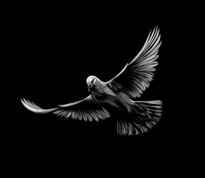 Flying white dove on a black background.