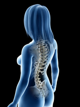 3d rendered medically accurate illustration of a females skeletal back