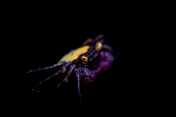 Little Purple Vampire Crab isolated on black