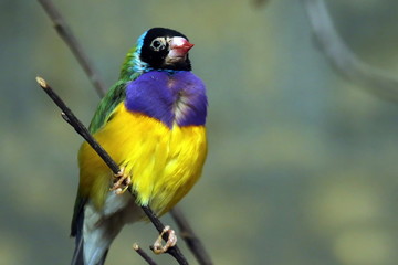 Gouldamadine