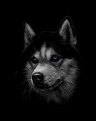 Portrait of the head of the Siberian Husky with blue eyes © kapona