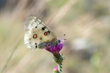 Papilionidae / Apollo / Apollo / Parnassius apollo