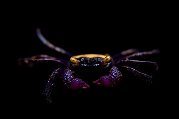 Little Purple Vampire Crab isolated on black
