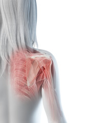 3d rendered medically accurate illustration of a females shoulder muscles