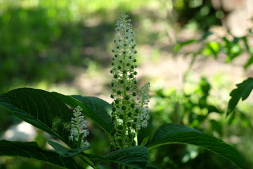 The beginning of flowering buds of white color with green leaves