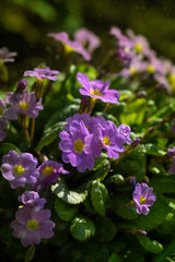 Spring purple primrose.