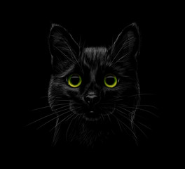 Obraz premium Portrait of a cat on a black background