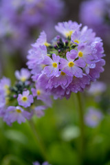 Spring purple flowers.