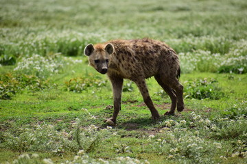野生のハイエナ