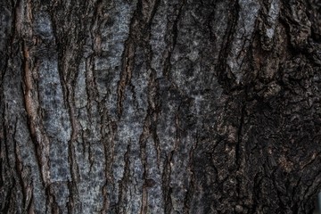 Tree Bark