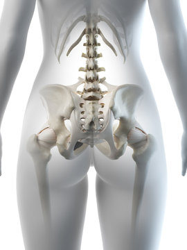3d rendered medically accurate illustration of a females hip bone