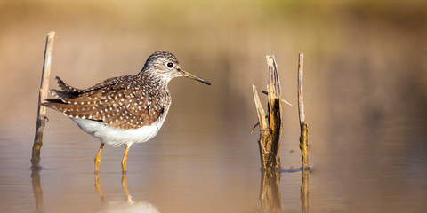Solitary Sandpiper