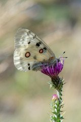Papilionidae / Apollo / Apollo / Parnassius apollo