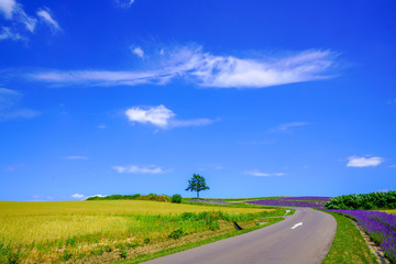 夏の北海道