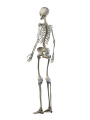 3d rendered medically accurate illustration of a females skeleton system