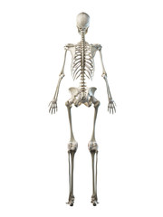 3d rendered medically accurate illustration of a females skeleton system