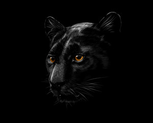 Head of a black panther © kapona