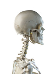 3d rendered medically accurate illustration of a females skeletal neck