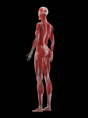 3d rendered medically accurate illustration of a females muscle system