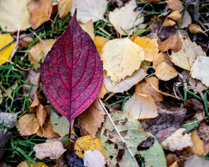 Obraz premium autumn leaves on ground