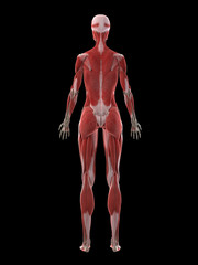 3d rendered medically accurate illustration of a females muscle system