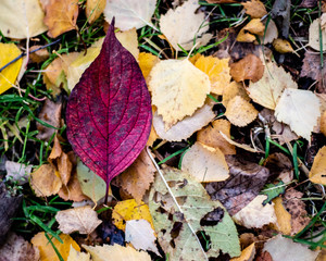 autumn leaves on the ground