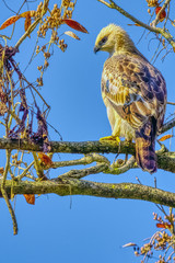 Changeable hawk-eagle or crested hawk-eagle (Nisaetus cirrhatus) in Jim Corbett National Park, India
