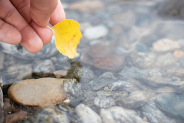 leaf in hand