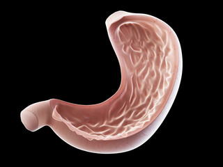 3d rendered medically accurate illustration of the stomach interior